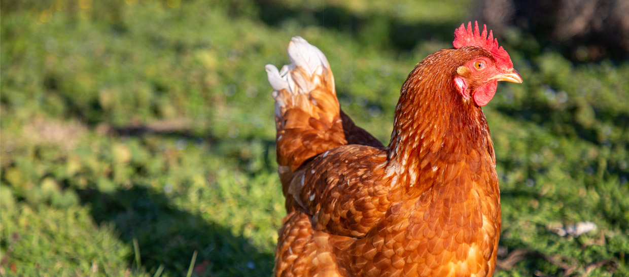 Vente de poules pondeuses