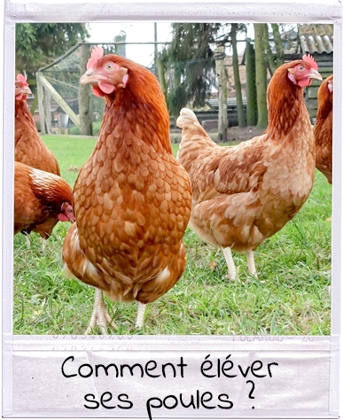 Comment élever ses poules, les conseils de la Ferme Schwenger-Fuchs Comment élever ses poules, les conseils de la Ferme Schwenger-Fuchs