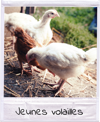 Jeunes volailles - Ferme Schwenger-Fuchs Jeunes volailles - Ferme Schwenger-Fuchs