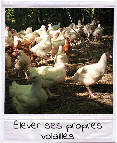 Poule pondeuse Sussex - Ferme Schwenger-Fuchs Poule pondeuse Sussex - Ferme Schwenger-Fuchs