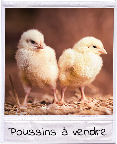Poussins à vendre - Ferme Schwenger-Fuchs Poussins à vendre - Ferme Schwenger-Fuchs