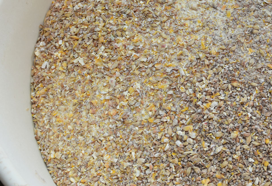 Céréales, base de l'alimentation des jeunes volailles