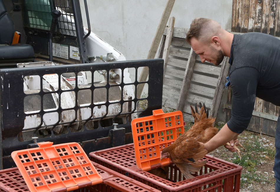 Marc Schwenger transfert des poules au sein de la ferme